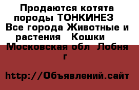 Продаются котята породы ТОНКИНЕЗ - Все города Животные и растения » Кошки   . Московская обл.,Лобня г.